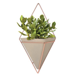 Chinese Evergreen